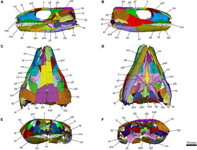 Skull Sutures and Cranial Mechanics in the Permian Reptile Captorhinus aguti and the Evolution of the Temporal Region in Early Amniotes